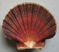 /products/agropecten-irradians-lamarck-18191/
